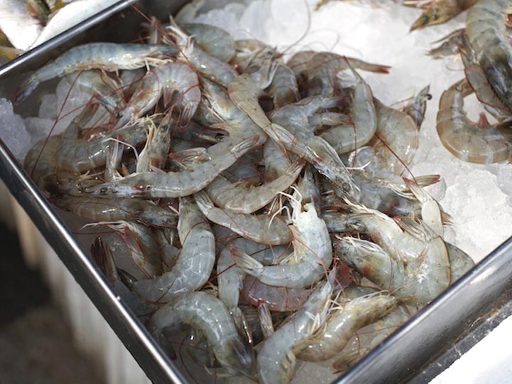 Shrimp preserved by ice